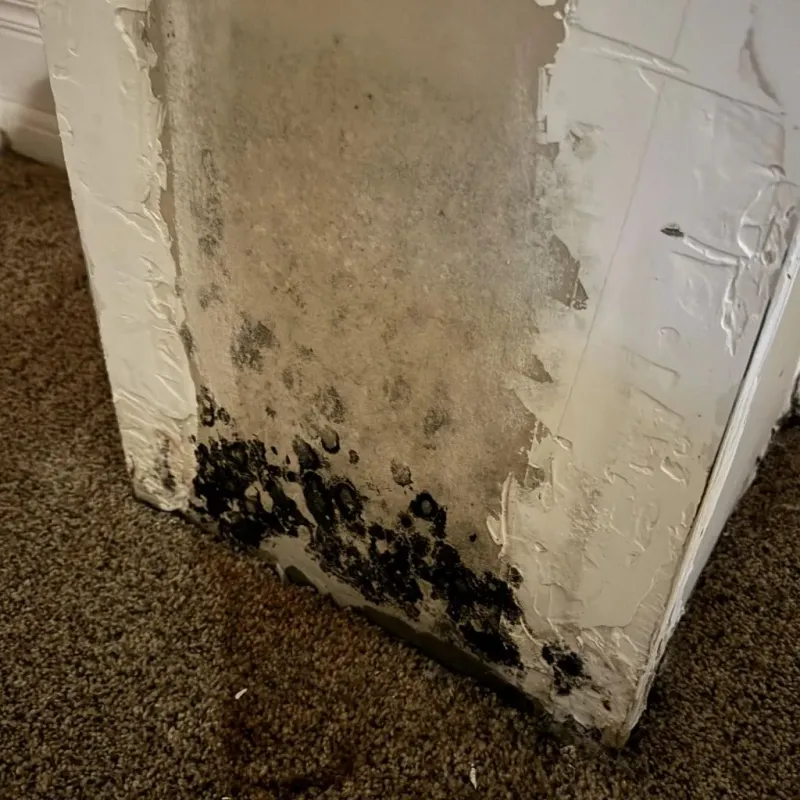 Professional Mold Removal in Pana, IL